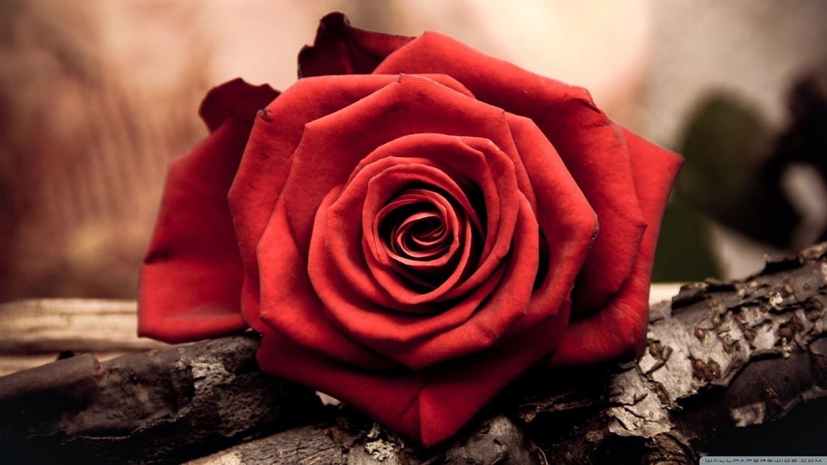 एकराज पाठक