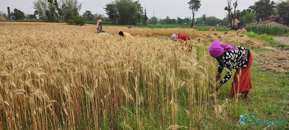 आजका तस्बिरहरू- चैत १९