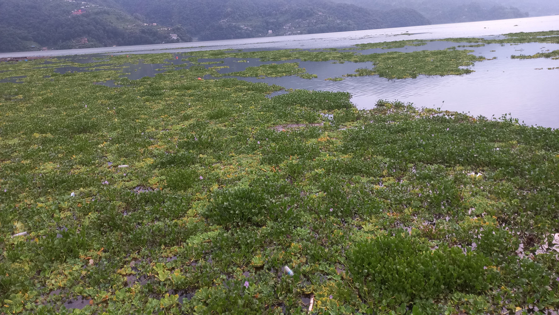 आजका तस्बिर- असार १७