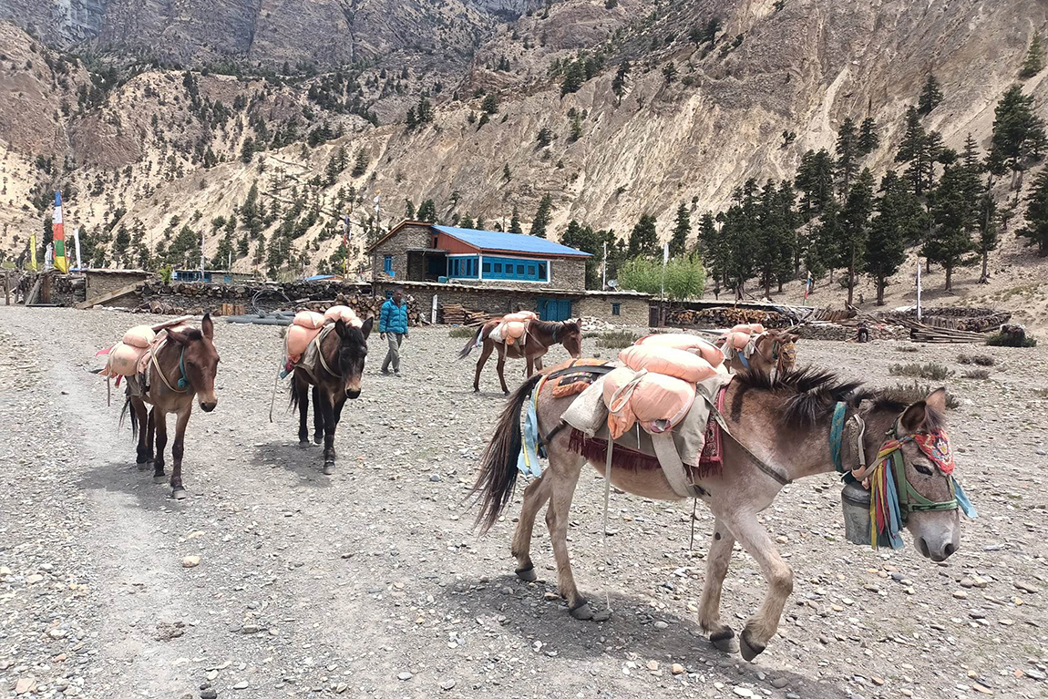 नेकपा एमाले निकट र नेकपा एकीकृत समाजवादी निकटले पेशागत महासंघको भवन दाबी गरेपछि विवाद भएको छ। दुई पक्षबीच विवाद बढ्ने देखिएपछि भवन परिसरमा सुरक्षाकर्मी परिचालन गरिएको छ। तस्बिर: नवीनबाबु गुरूङ/सेतोपाटी
