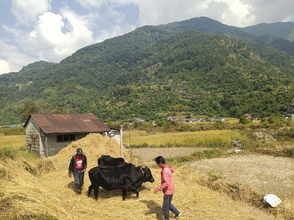 आजका तस्बिरहरू- कात्तिक १७