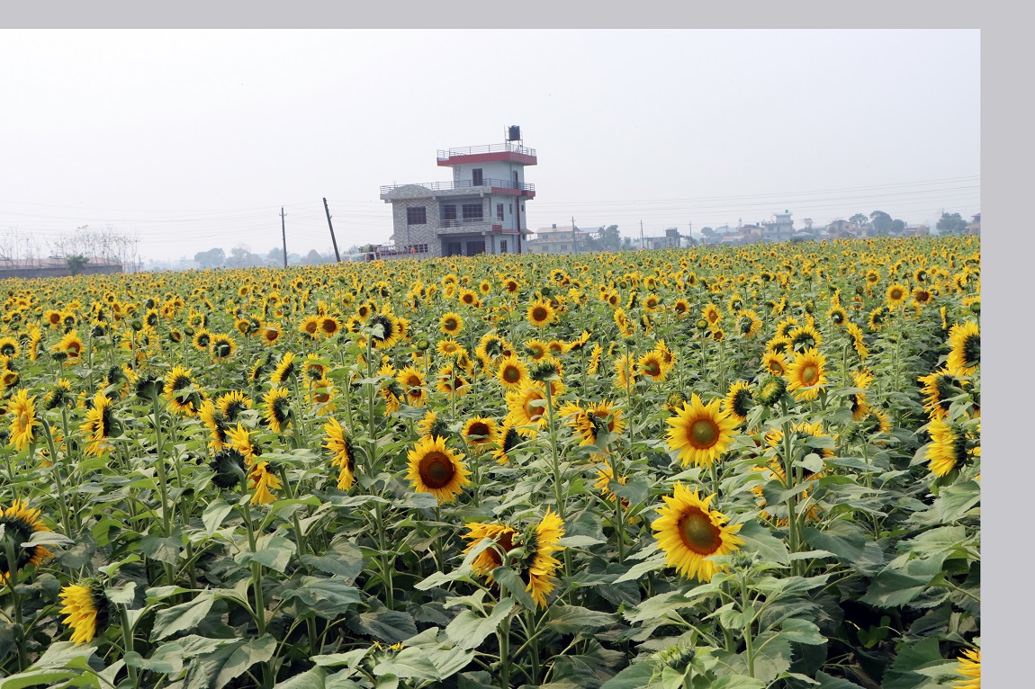 पाल्पा सदरमुकाम तानसेन बजारस्थित दरबार संग्रहालयको अगाडि ढाका कपडाका सामान बिक्रि गर्ने एउटा पसल। तानसेन घुम्ने पर्यटकहरु परिवार, आफन्त र इष्टमित्रका लागि यहाँ उत्पादित ढाका कपडाका सामानहरु किनेर लैजान्छन्। ढाकासँगै पाल्पाको करूवा पनि राम्रो कोसेलीका रुपमा स्थापित छ। तस्बिरः सेतोपाटी।