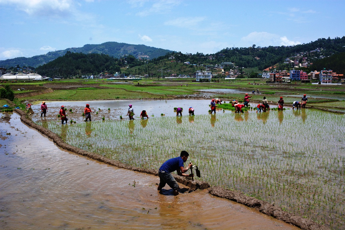 आजका तस्बिर- जेठ १०