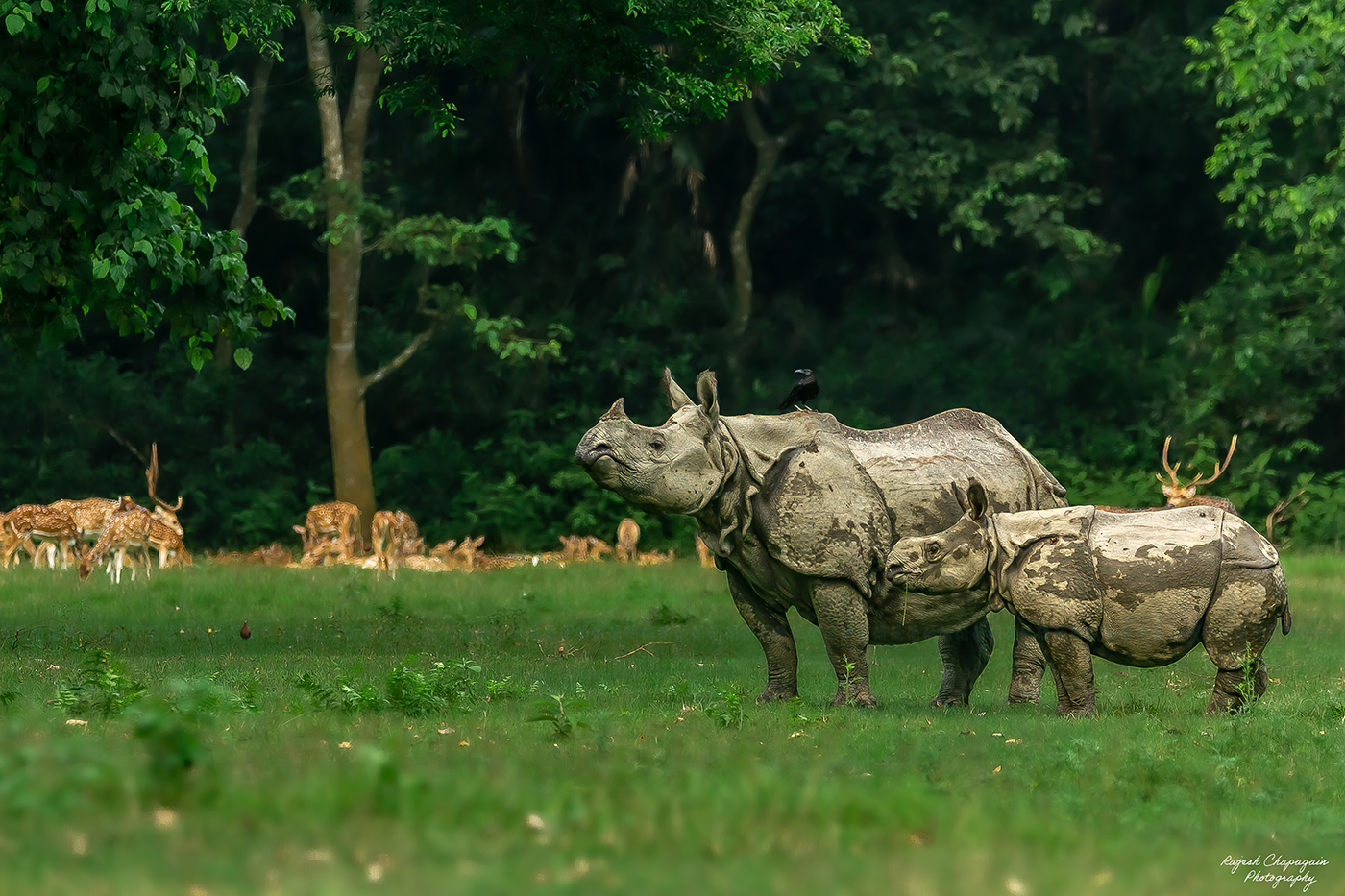 चितवन राष्ट्रिय निकुन्जका जनावर र चराचुरूङ्गी (तस्बिरहरू)