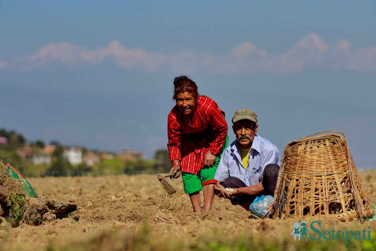काठमाडौँको फर्पिङमा लसुन रोप्दै गरेका एक किसान दम्पती। धान काटेर यतिबेला लसुन प्याज आदि तरकारीबाली लगाउने बेला भएको छ। तस्विर : नवीनबाबु गुरूङ/सेतोपाटी