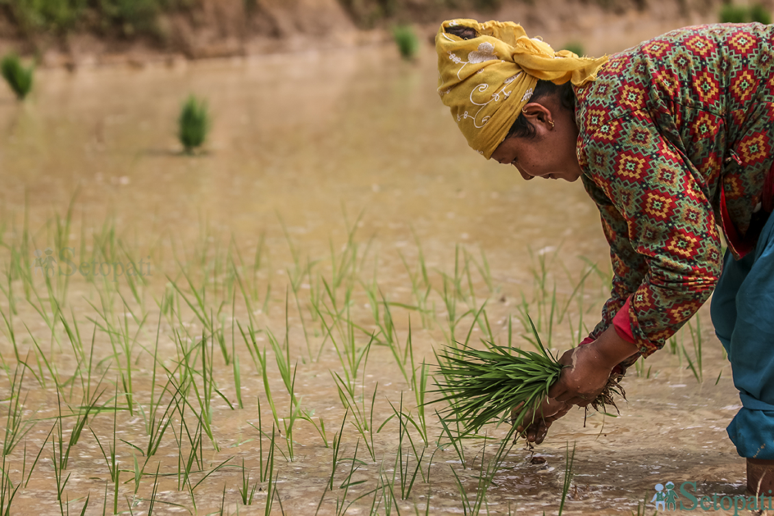 आजका तस्बिरहरू- चैत २९
