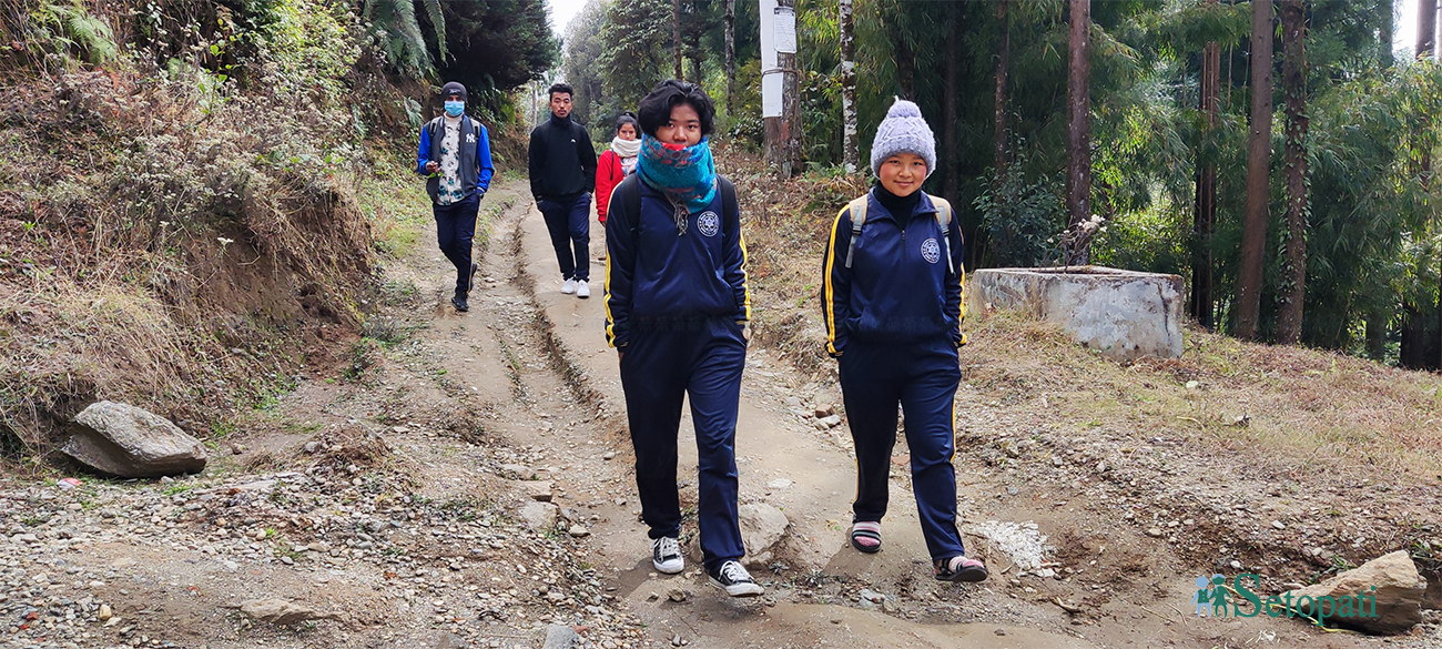 शुक्लाफाँटा नगरपालिका ३ का किसान महिला बारीमा उत्पादित काउली बेच्नका लागि डोकोमा राख्दै। काउलीलगायत तरकारी उत्पादनका लागि यो क्षेत्र अग्रणी रहेको छ । तस्वीर: राजेन्द्रप्रसाद पनेरु/रासस