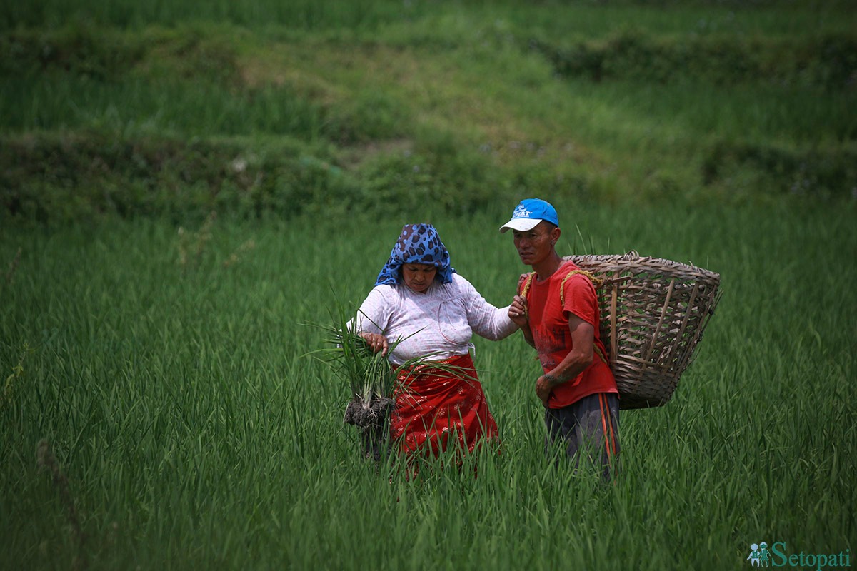 काठमाडौंको टोखामा धान गोड्दै गरेका किसानहरू।  तस्विर : नवीनबाबु गुरुङ/सेतोपाटी