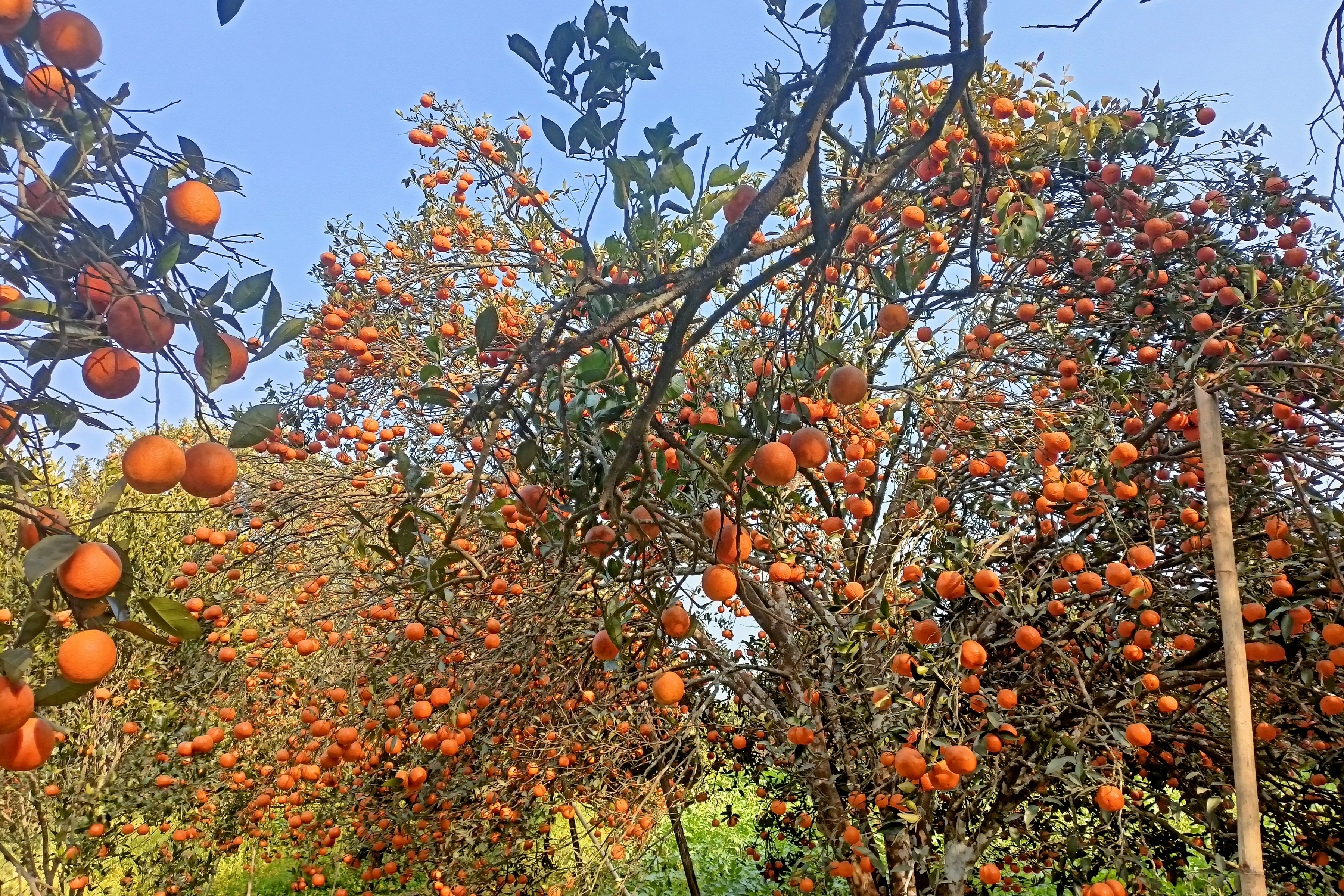 रवि लामिछाने उपप्रधान एवम् गृहमन्त्री पदबाट राजीनामा दिन बालुवाटार पुगेका छन्।   लामिछानेका प्रेस सहयोगी नवराज पाण्डेका अनुसार लामिछानले प्रधानमन्त्री पुष्पकमल दाहाल प्रचण्डलाई राजीनामा बुझाउन लागेका हुन्। तस्बिर: नवीनबाबु गुरूङ