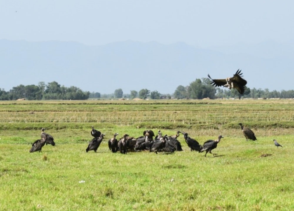 आजको तस्विर-जेठ २५