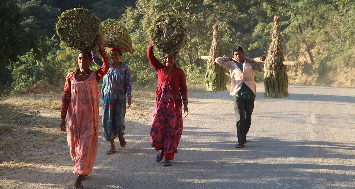 आजका तस्बिर- मंसिर १९