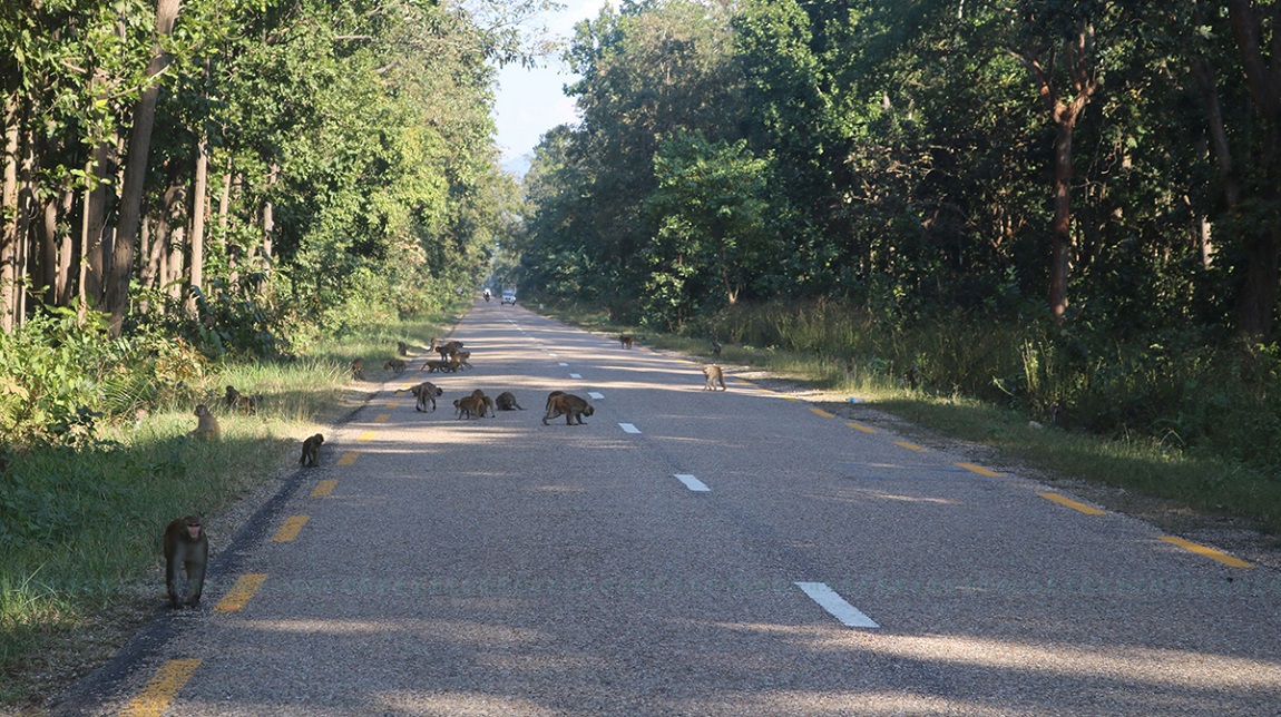 आजका तस्बिर- मंसिर १९