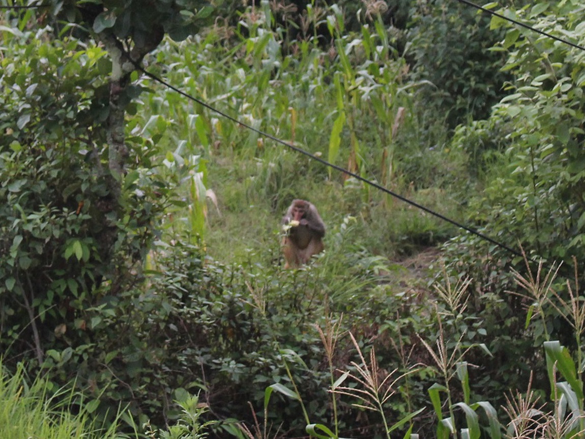 आजका तस्बिर- साउन ६