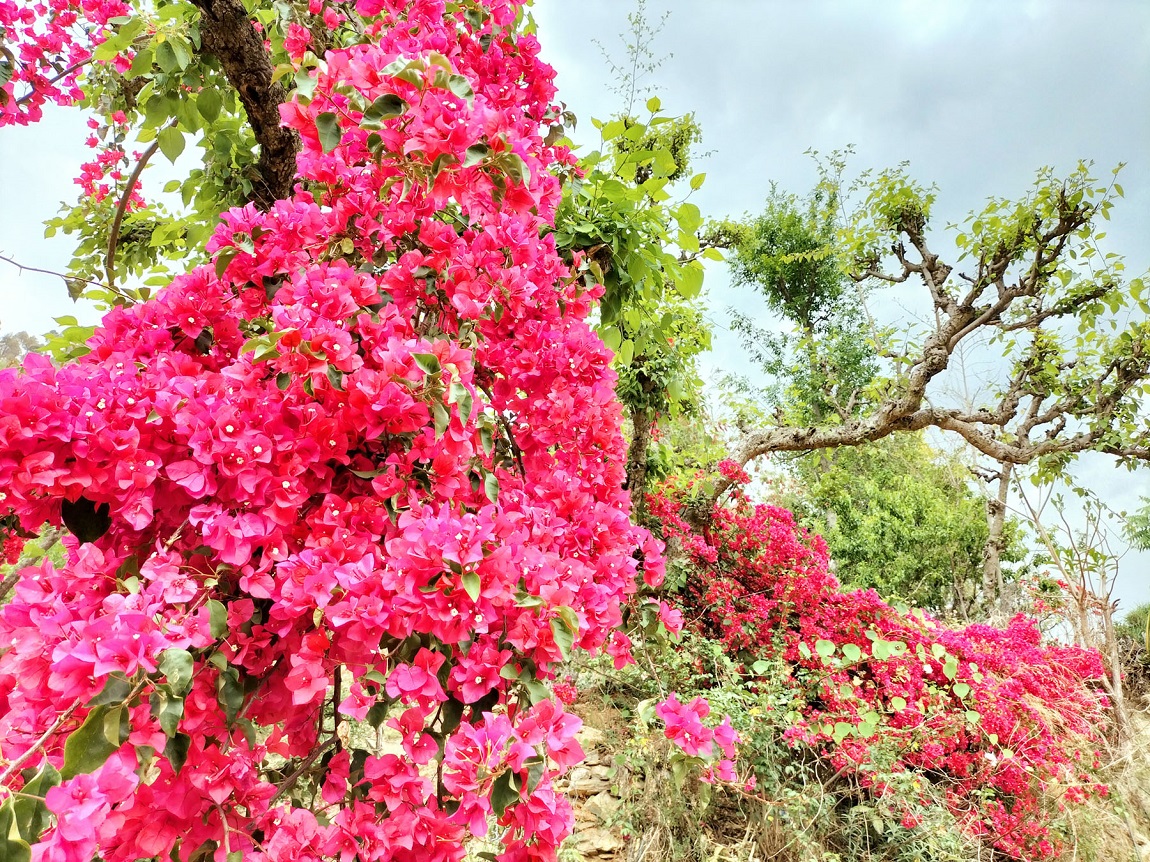आजका तस्बिरहरू- वैशाख २
