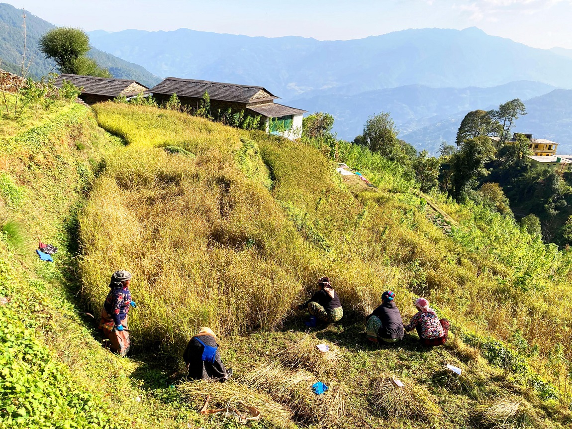 आजका तस्बिरहरू-कात्तिक १४