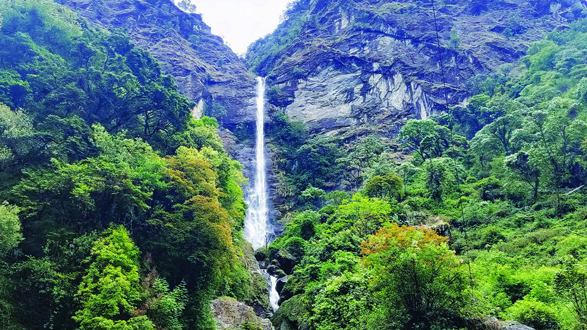 फूलको रस चुस्दै माहुरी। तस्बिर: नारायण महर्जन