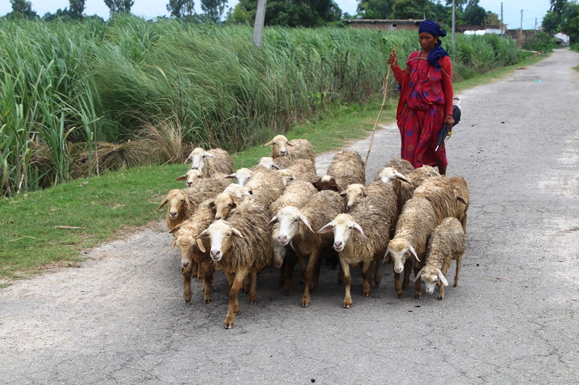 आजका तस्बिरहरू- भदौ ३