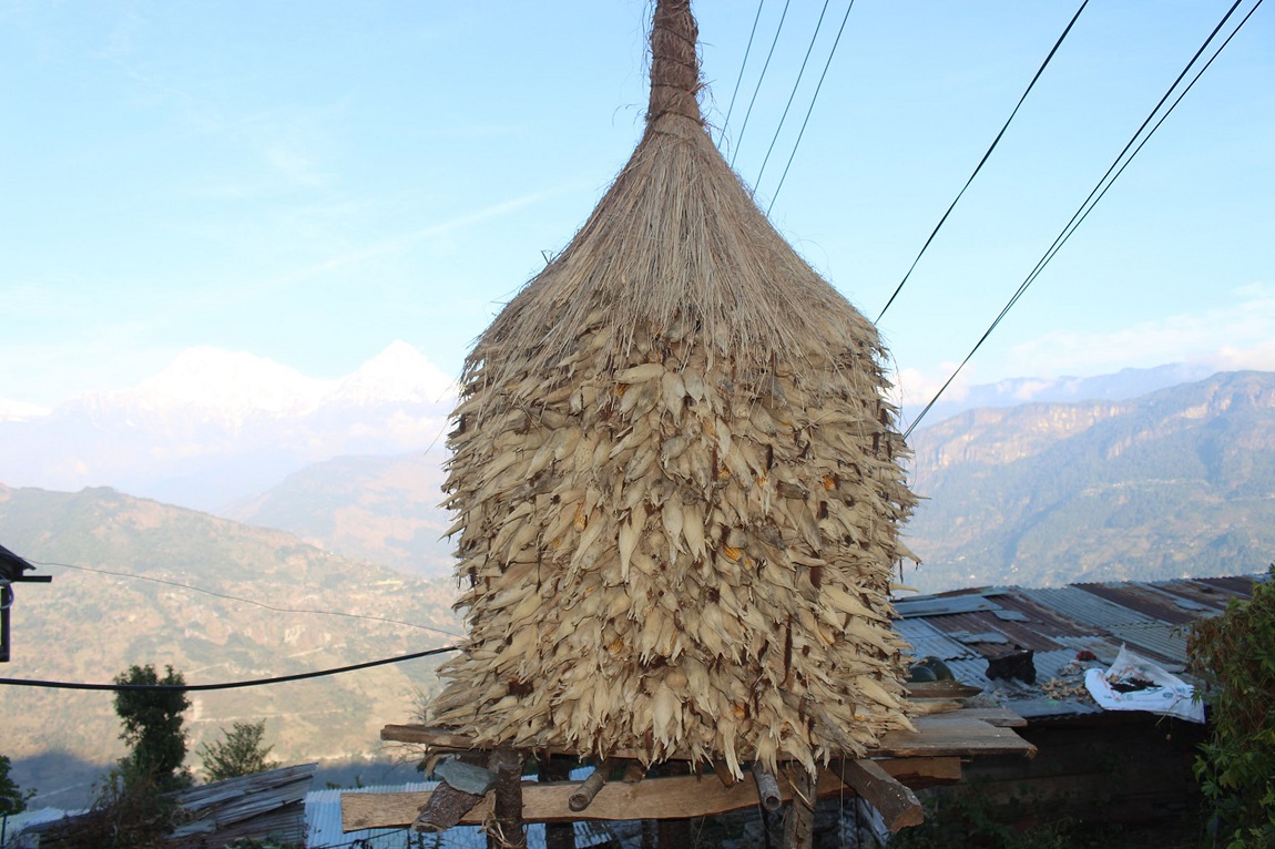 आजका तस्बिर मंसिर-१७