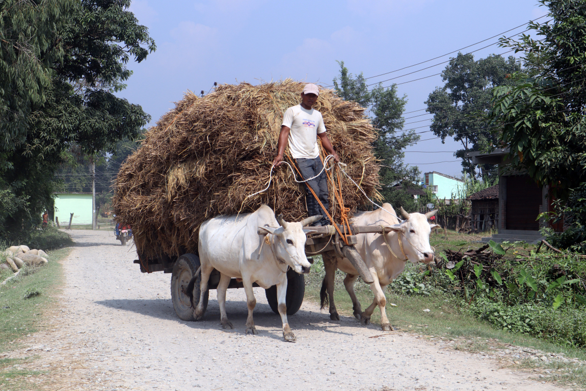 आजका तस्बिर- कात्तिक १६
