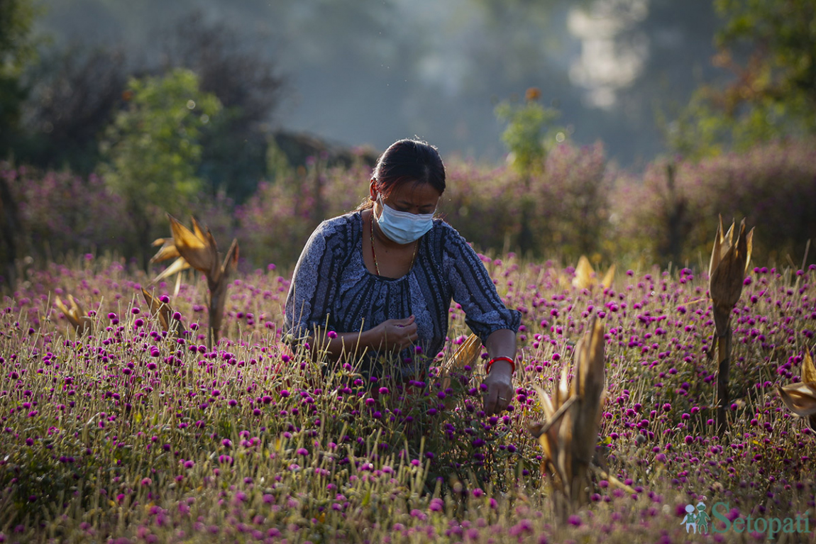 आजका तस्बिर- असोज ३१