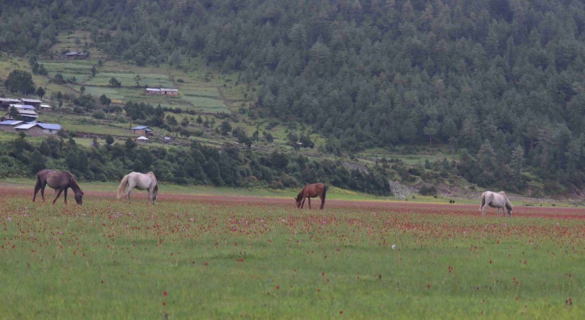 आजका तस्बिरहरू- असोज ७