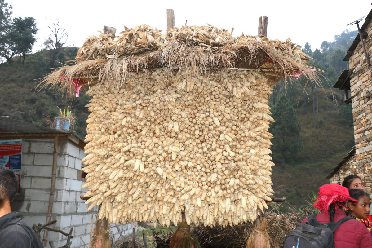 आजका तस्बिर- कात्तिक ३०