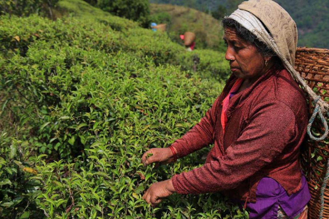 आजका तस्बिर- भदौ २१