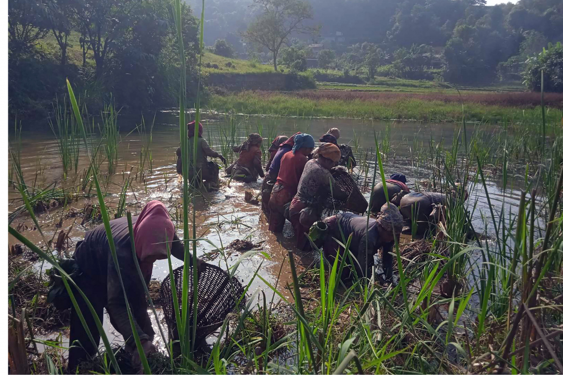 आजका तस्बिर- मंसिर २