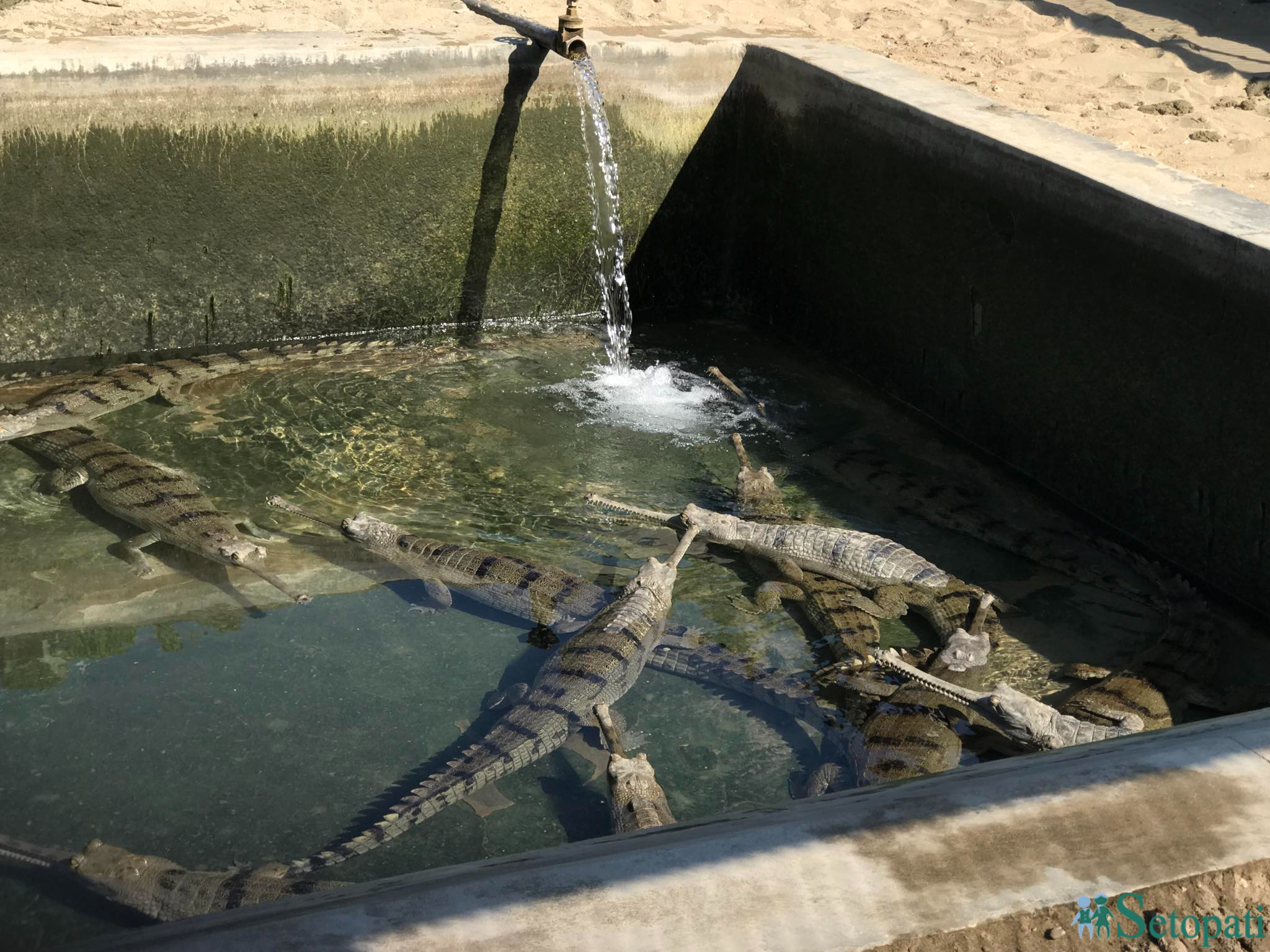 gadiyal center 12.jpg