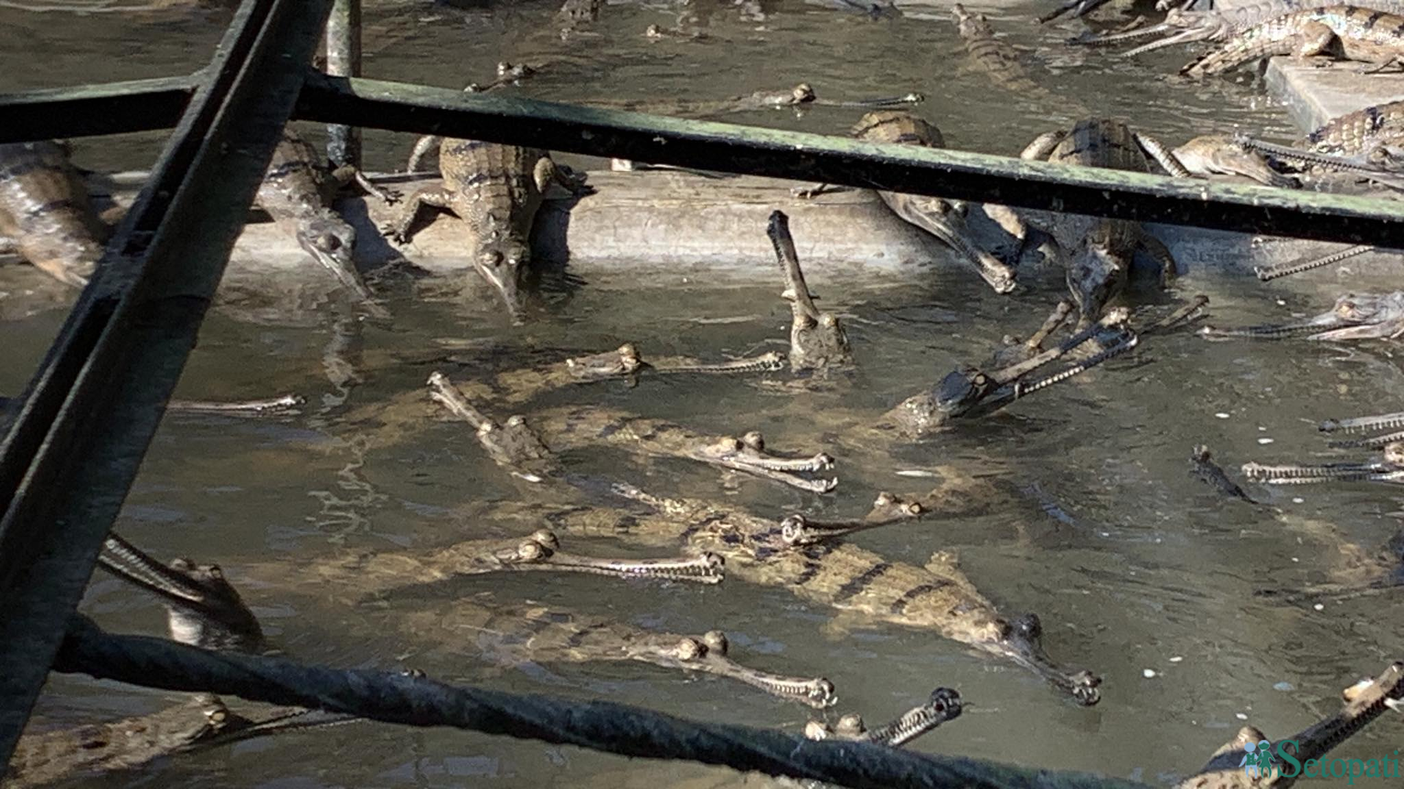 gadiyal center 15.jpg