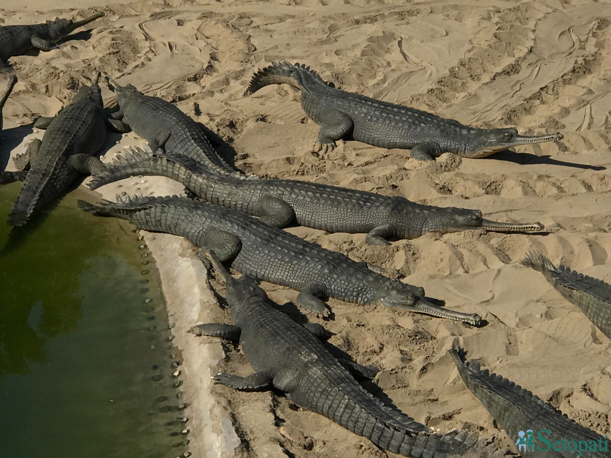 gadiyal center 4.jpg