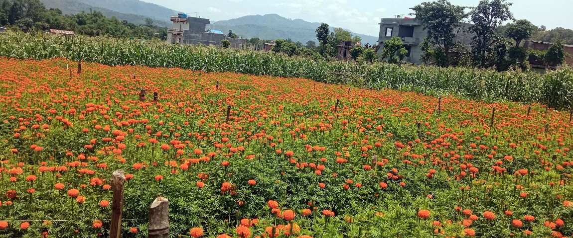 आजका तस्बिर- जेठ ११