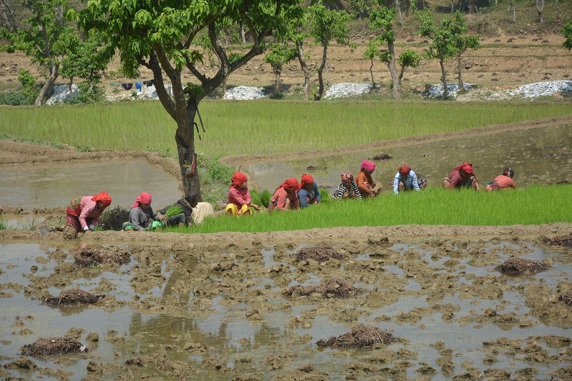 आजका तस्बिर- चैत १४