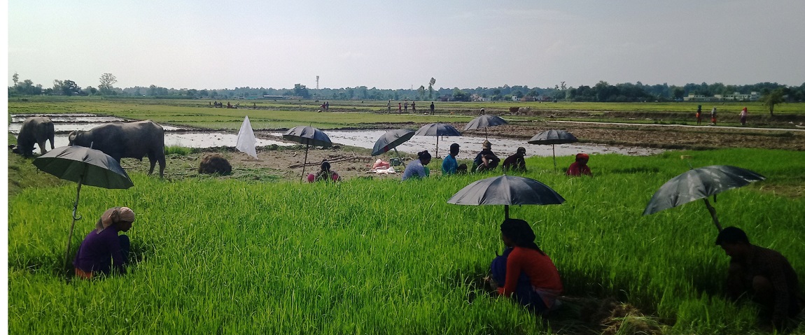 आजका तस्बिर- असार २१