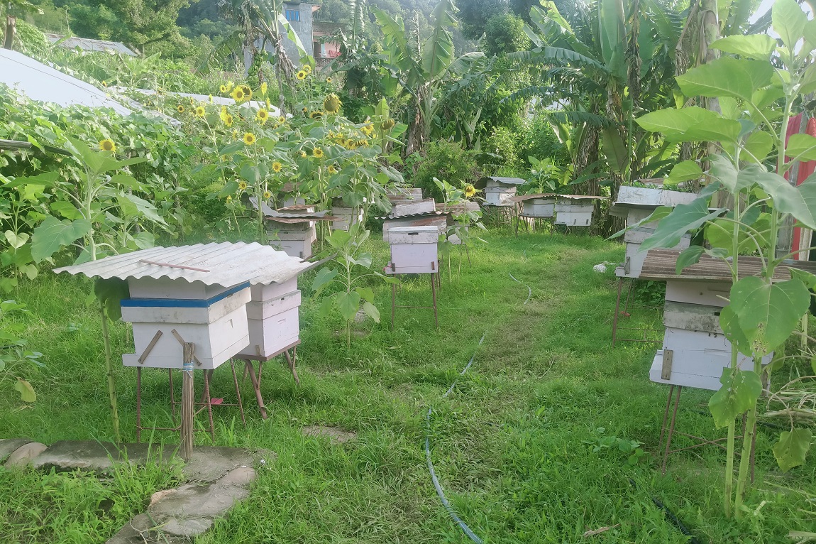 आजका तस्बिर- असार २१