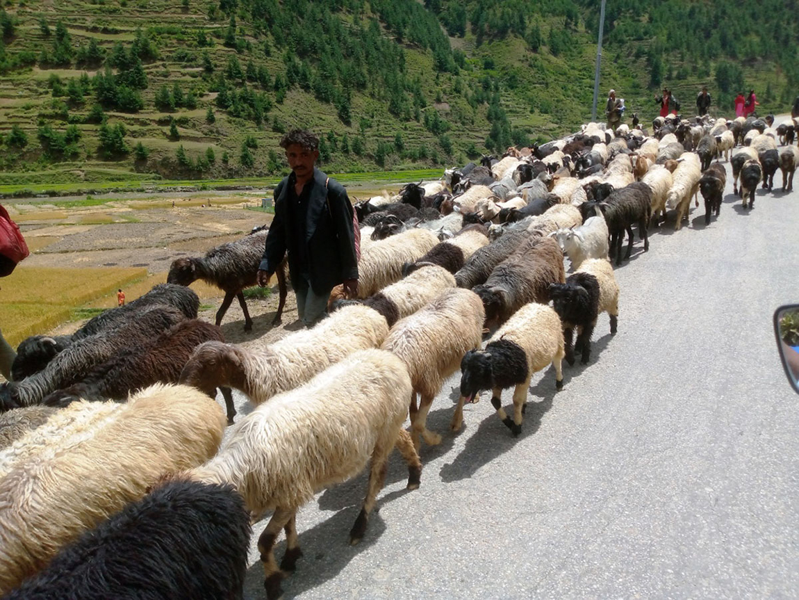 आजका तस्बिर- असार १२