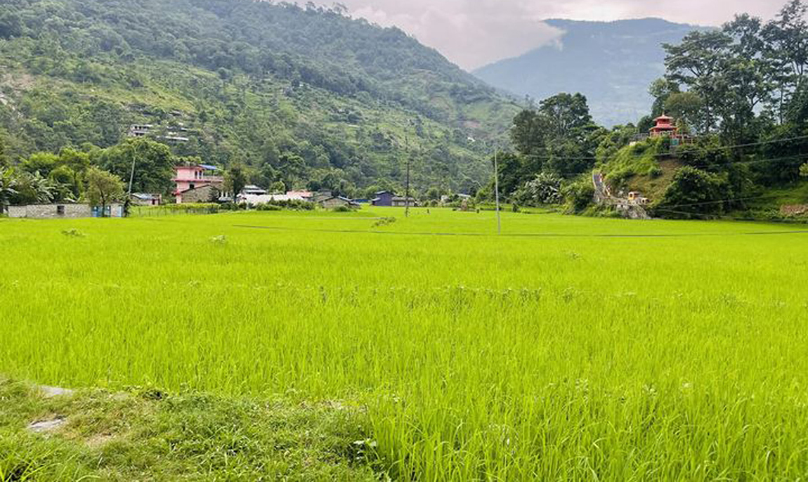 आजका तस्बिर- भदौ ६