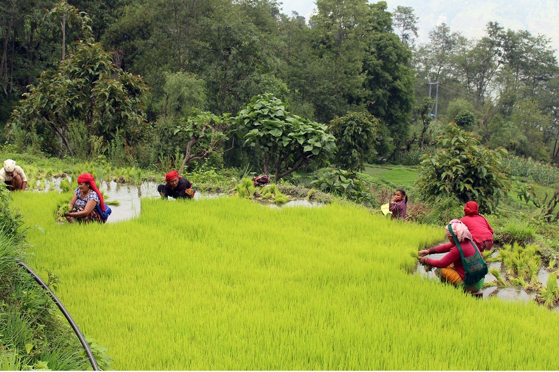 आजका तस्बिर- जेठ २०