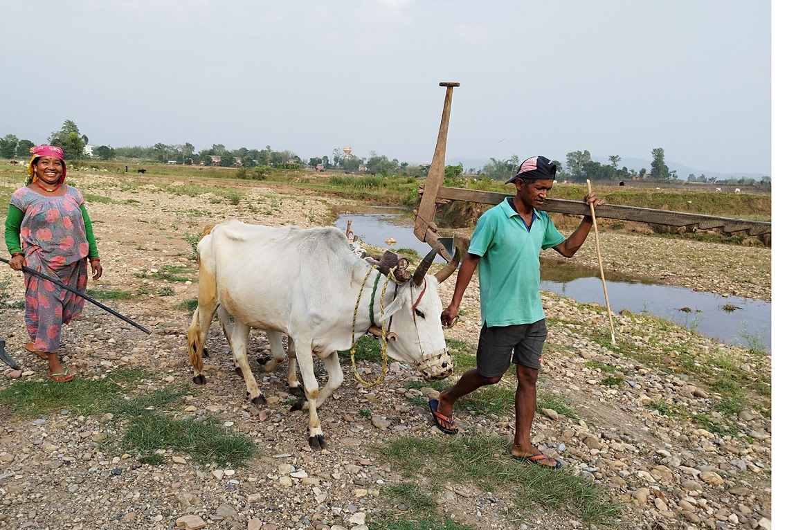 आजका तस्बिर- जेठ २०