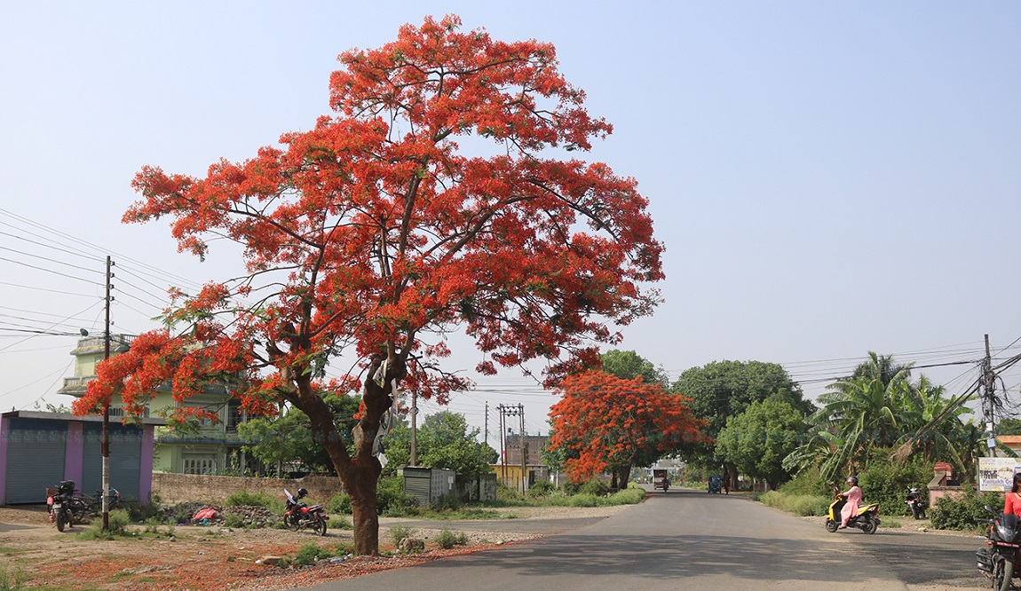 आजका तस्विरहरु-वैशाख २४