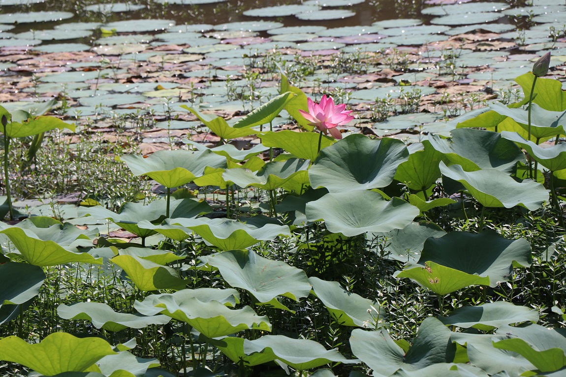 आजका तस्विरहरु-वैशाख २४