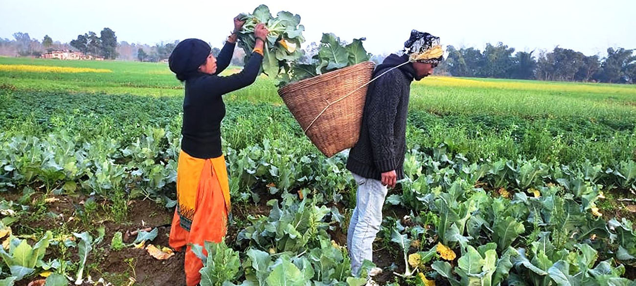 शुक्लाफाँटा नगरपालिका ३ का किसान महिला बारीमा उत्पादित काउली बेच्नका लागि डोकोमा राख्दै। काउलीलगायत तरकारी उत्पादनका लागि यो क्षेत्र अग्रणी रहेको छ । तस्वीर: राजेन्द्रप्रसाद पनेरु/रासस