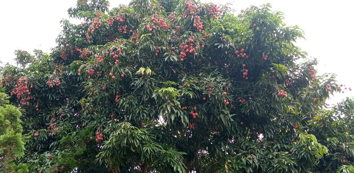 आजका तस्बिर- जेठ २४
