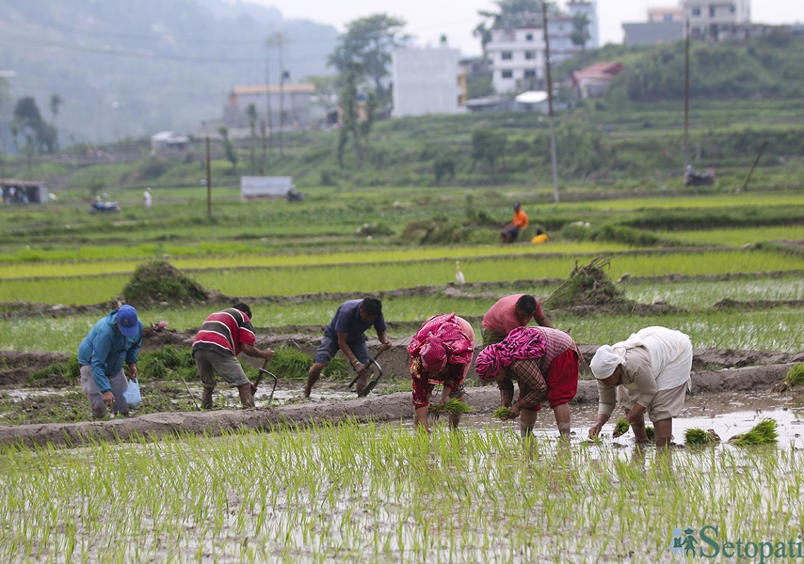 आजका तस्बिर- जेठ २०