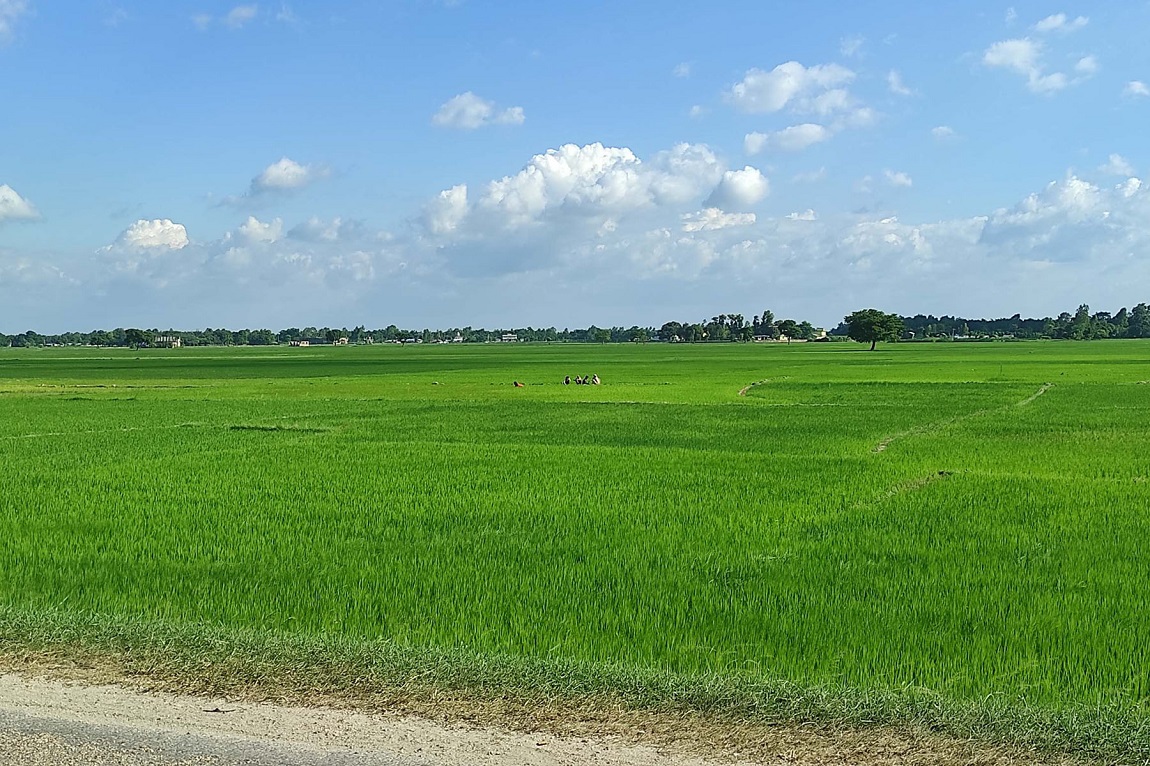 आजका तस्बिर- साउन २९