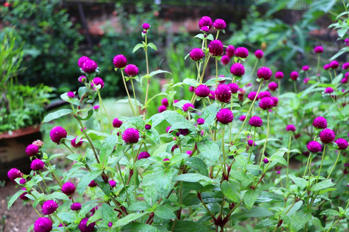 आजका तस्बिर- भदौ २५