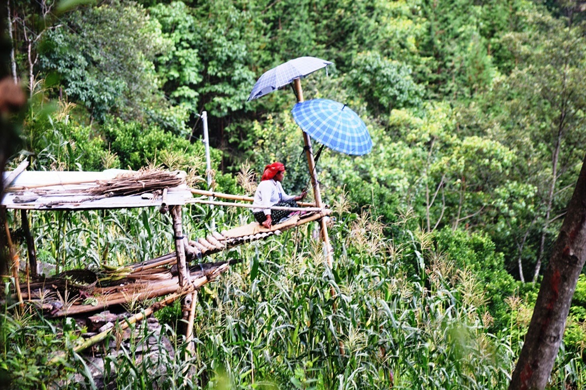 आजका तस्बिर- असार १२
