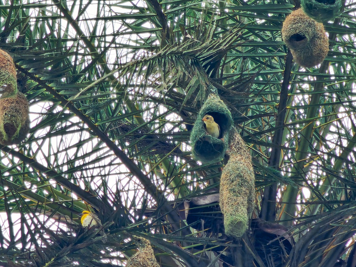 आजका तस्बिर: साउन २१