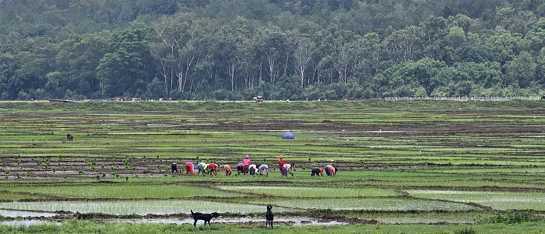 आजका तस्बिर- असार १८