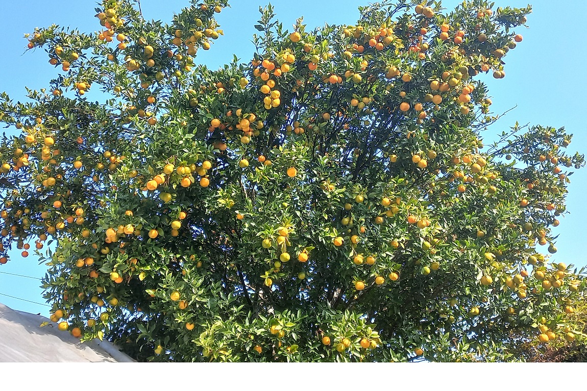 आजका तस्बिर- कात्तिक २७